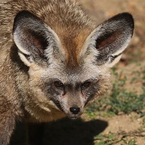 Bat-eared fox