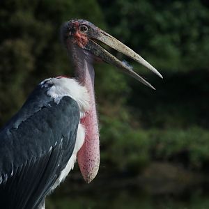 Marabou stork
