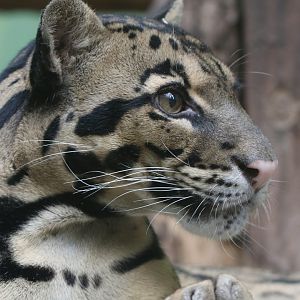 Clouded leopard