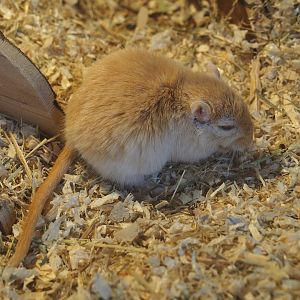 Mongolian gerbil (Meriones unguiculatus)