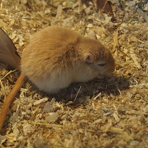 Mongolian gerbil or Mongolian jird (Meriones unguiculatus)