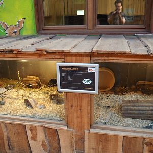 Mongolian gerbil den