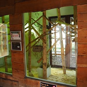 Indoor exhibit common marmoset