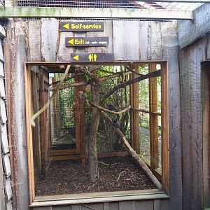 Outdoor exhibit common marmoset
