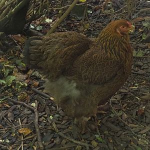 Double-laced partridge Brahma hen (Gallus gallus domesticus)