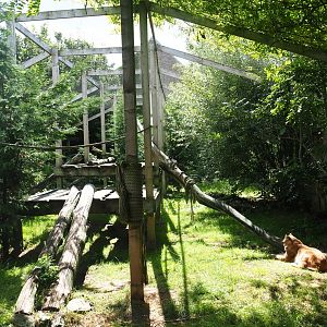 Eurasian lynx enclosure
