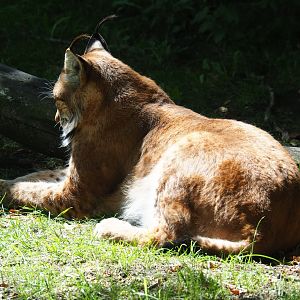 Eurasian lynx (Lynx lynx)