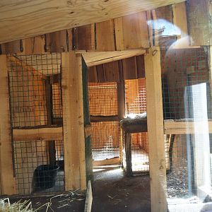 Eurasian lynx holding