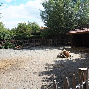 Dwarf zebu yard