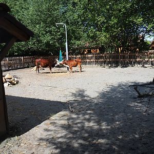 Dwarf zebu yard
