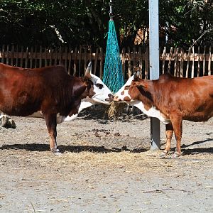 Dwarf zebus (Bos taurus indicus)