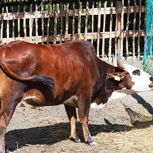 Dwarf zebu (Bos taurus indicus)