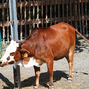 Dwarf zebu (Bos taurus indicus)