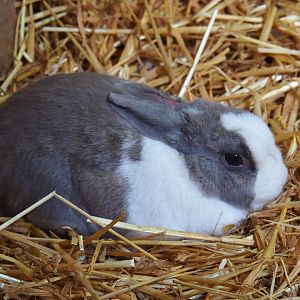 Dwarf rabbit (Oryctolagus cunniculus f. domesticus)