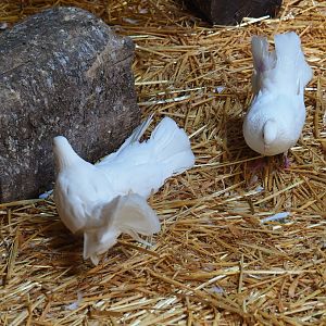 White Indian fantail pigeons (Columba livia f. domestica)