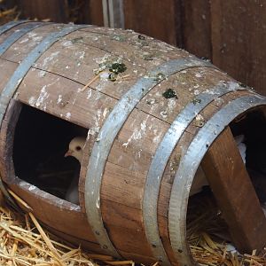 White Indian fantail pigeon (Columba livia f. domestica) in a pooped-on barrel