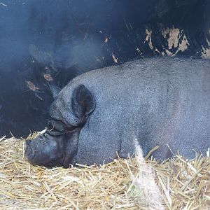 Pot-belly pig (Sus scrofa domesticus)