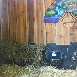 Reeves's muntjac barn