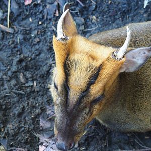 Reeves's muntjac (Muntiacus reevesi)