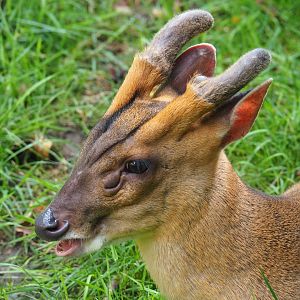 Reeves's muntjac (Muntiacus reevesi)