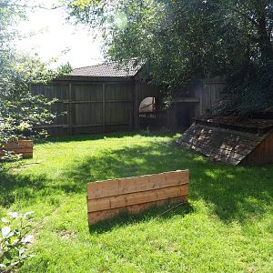 Reeves's muntjac yard