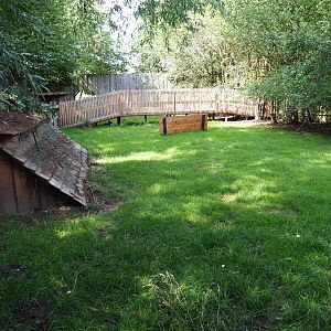 Reeves's muntjac yard