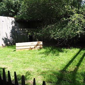 Reeves's muntjac yard