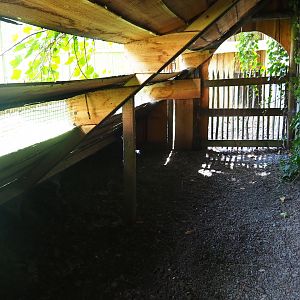 Strange little viewing shelter for the muntjacs