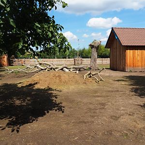 Alpaca and miniature donkey paddock