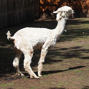 White alpaca (Vicugna pacos)