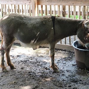 Miniature donkey (Equus africanus asinus)