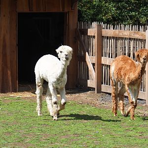 White and brown alpaca (Vicugna pacos)