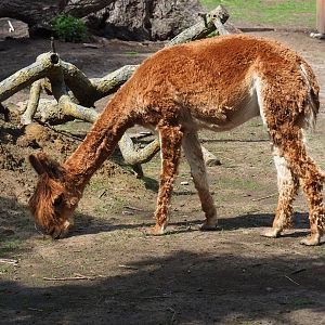 Brown alpaca (Vicugna pacos)