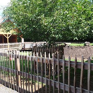 Pygmy goat and Ronquières turkey yard