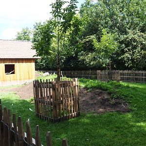 Pygmy goat and Ronquières turkey yard