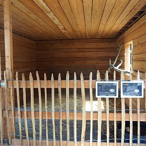 Pygmy goat and Ronquières turkey stable