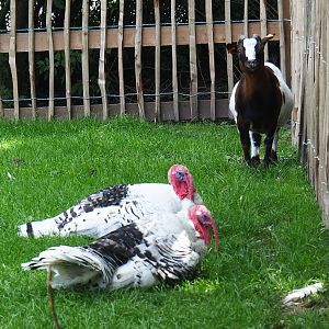 Pygmy goat (Capra aegagrus f. hircus) and Ronquières turkey (Meleagris gallopavo f. domesticus)