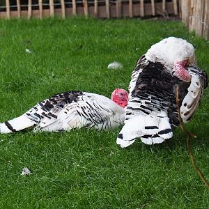 Ronquières turkeys (Meleagris gallopavo f. domesticus)
