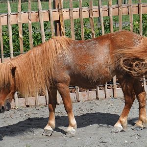 Pony (Equus ferus caballus)