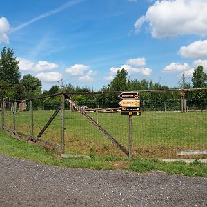 Cameroon sheep - White-naped crane paddock