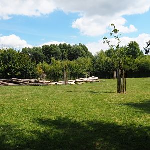 Cameroon sheep - White-naped crane paddock