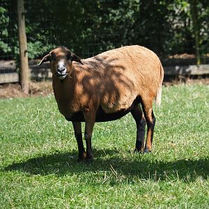 Cameroon sheep (Ovis aries)