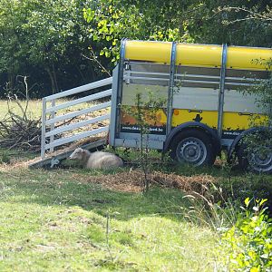 Trailer as an improvised sheep shelter