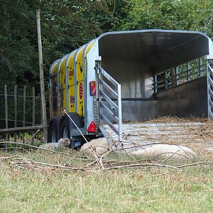 Trailer as an improvised sheep shelter