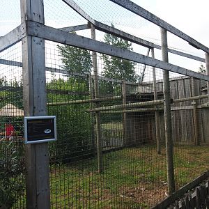 Aviary Great horned owls