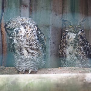 Great horned owls (Bubo virginianus)