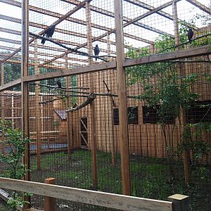 Aviary Harris's hawks (Parabuteo unicinctus)