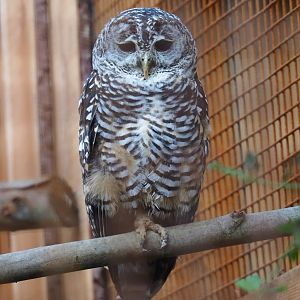 Rufous-legged owl (Strix rufipes)