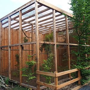 Aviary rufous-legged owl