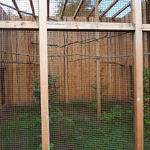 Aviary common kestrel